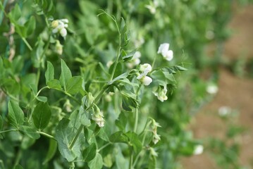Snow pea cultivation. Snow pea is a type of bean that can be eaten with pods.