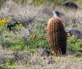 cactus in the field