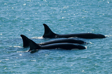 Killer whale family patrolling the coast, Peninsula valdes, Patagonia Argentina