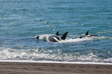 Fototapeta premium Killer whale family patrolling the coast, Peninsula valdes, Patagonia Argentina