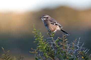 Patagonian Mockingbird, Peninsula Valdes,Patagonia, Argentina