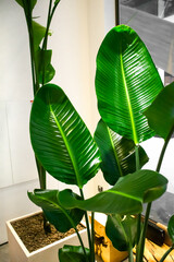 Image of strelitzia plant with big shiny leaves.  Indoor plant concept.