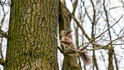 Red squirrel looking down from a tree in spring with copy space. Wild animal concept.