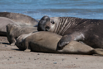 Elephant seal couple mating, Peninsula Valdes, Patagonia, Argentina