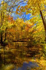 Quiet flows the creek inside the forest on a beautiful fall day, Central Canada, ON, Canada