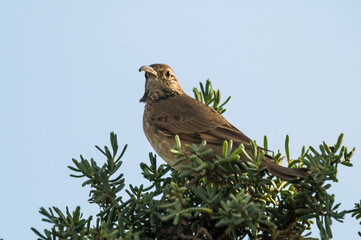  Scale throated earthcreeper, La Pampa Province, Patagonia, Argentina.