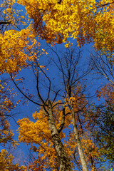 Blue sky challenged by gold of the fall, Central Canada, ON, Canada