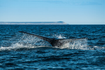 Naklejka premium Sohutern right whale lobtailing, endangered species, Peninsula Valdes, Chubut Province, Unesco World Heritage Site,Patagonia,Argentina
