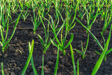 Young garlic growing in a bed with black soil close-up.