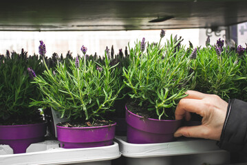 Lavender plant seedlings in garden centre. Customer buying potted lavender.