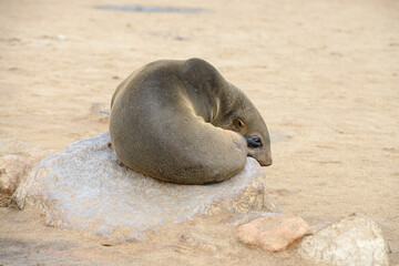 Cape Fur Seal resting on a rock at the Skeleton Coast, Namibia, Africa