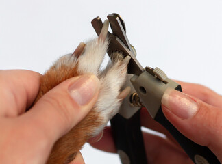 Сlose up of trimming the claws of a dog. the woman's hands are pruning the claws.the clippers