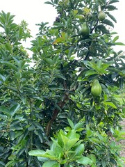 green apples on tree