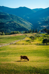 Panoramic mountain view. Summer in the mountains