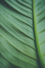 Green background, large leaf of spathiphyllum, close up - 433147890