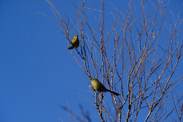 Greater Wagtail tyrant, caldén forest,La Pampa, Argentina