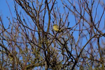 Greater Wagtail tyrant, caldén forest,La Pampa, Argentina