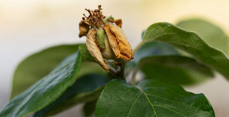 Ovary of Quince fruit. Flowering, reproduction, vegetation of fruit crops.