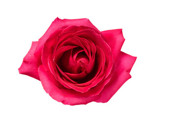 Beautiful pink rose with tender petals isolated on white background, close up.