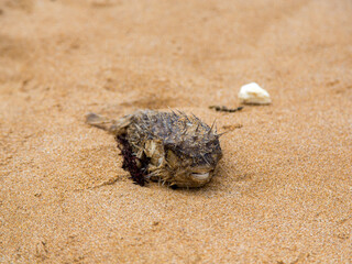 Dead Puffer Fish Washed Up on a Sandy Beach, Great Ocean Road, Australia