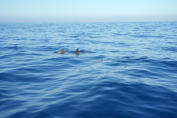 Beautiful landscape of group of dolphins swimming in the ocean.