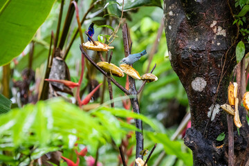 The red-legged honeycreeper (Cyanerpes cyaneus) songbird