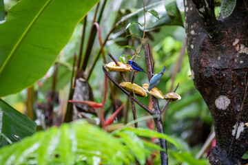 The red-legged honeycreeper (Cyanerpes cyaneus) songbird