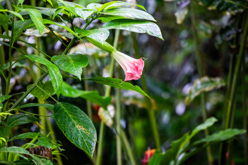 Pink Brugmansia insignis in Costa Rica