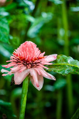 Etlingera elatior, pink torch ginger flower