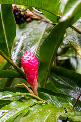 Alpinia purpurata, red ginger flower