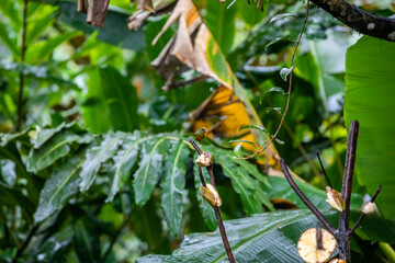 Female Scarlet-rumped Tanager, Ramphocelus passerinii tropical bird