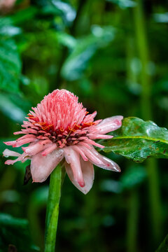 Etlingera elatior, pink torch ginger flower