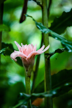 Etlingera elatior, pink torch ginger flower