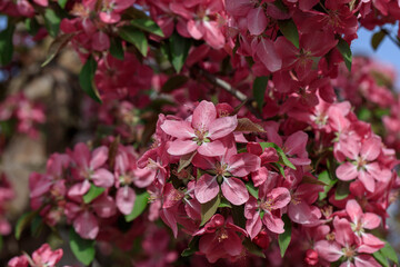 Full bloom crabapple 'American beauty' flower