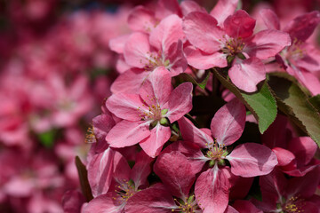 Full bloom crabapple 'American beauty' flower