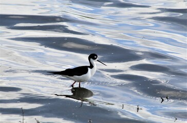Black-necked Stilt foraging at Shollenberger Park, Petaluma, California 