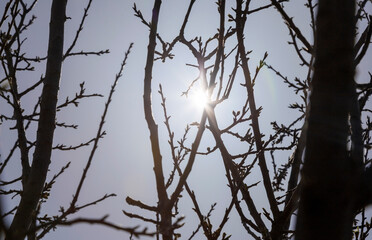 Glitter of sunlight at sunset through the branches of trees, the texture of the branches.