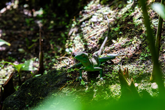 Emerald basilisk lizard in Costa Rica