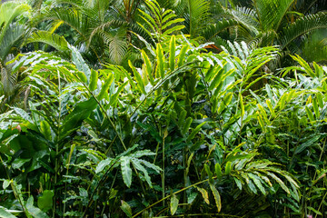 Obraz na płótnie Canvas Tropical green plan in the rain
