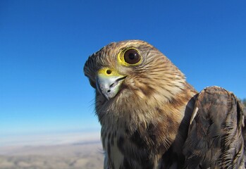 Closeup of a Merlin (Falco columbarius) at the Goshute Mountains, Nevada