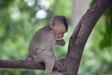 可愛いサル