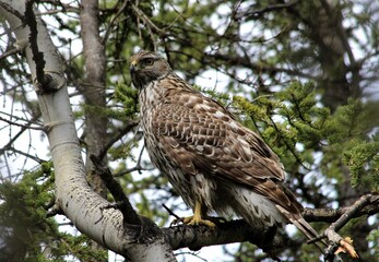 Juvenile Northern Goshawk (Accipiter gentilis) perched in Aspen Tree in Denali National Park