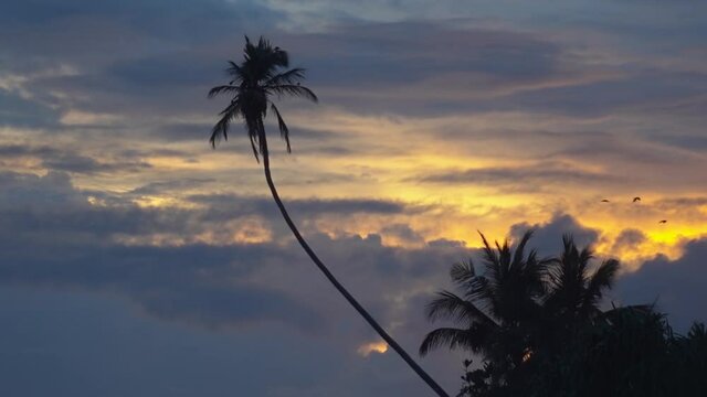 Silhouette of a palm tree against the background of a beautiful sunset, in the frame birds fly by the palm tree