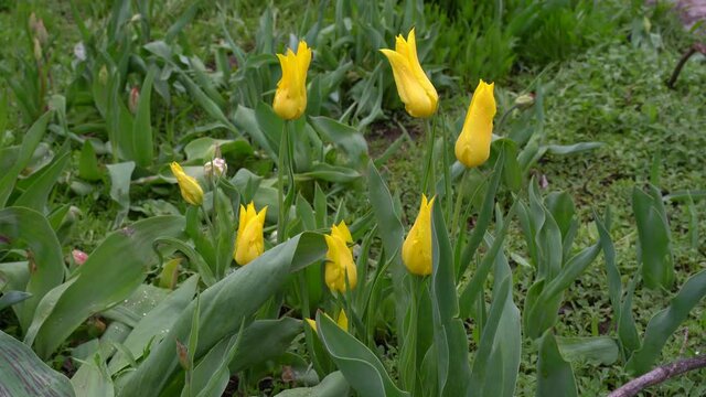 Eight yellow arrow-shaped tulips sway in the wind. Close-up view. Green grass in the background. The buds are closed and the leaves are covered with dew drops. Tulip garden. Lily tulip, organic