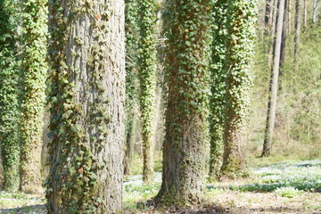 Las. Polska - Mazury - Warmia. © Rafa