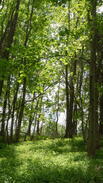 forest in the morning