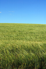 Barley crop in the wind