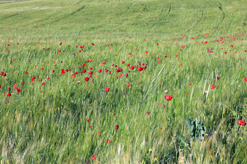 Barley crop full of poppies 