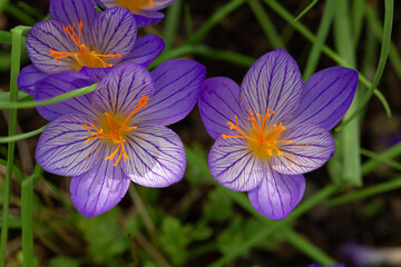 Violet crocus flowers top view. Colorful meadow. Abundant blossoming at spring and autumn. Floral...