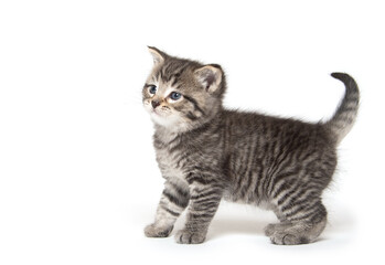 Cute tabby kitten on white